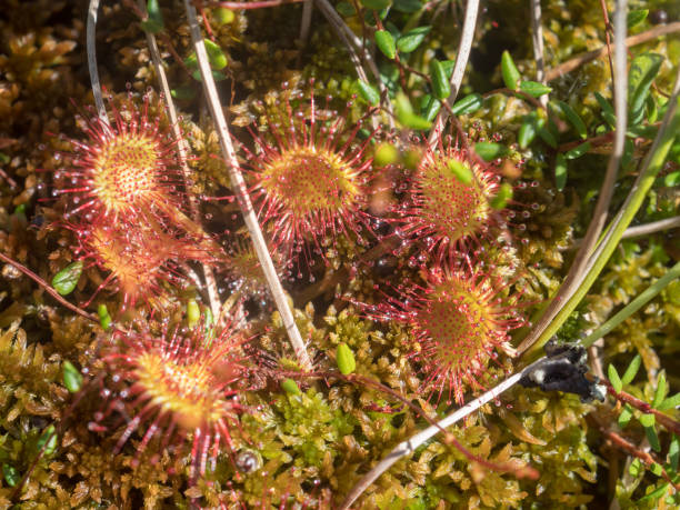 istock sundew in a swamp close up 2171449596