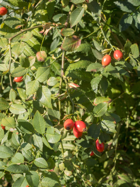 istock red rose hips in late summer 2171449645