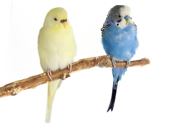 istock Yellow and blue wavy parrot sitting on a perch isolated on white background 2171451009