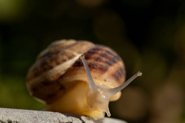istock macro capture of snail 2171453961