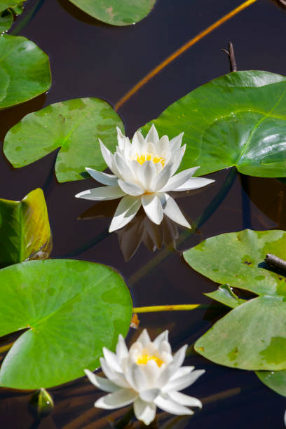 istock A water lily bloomed in a lake 2171456417