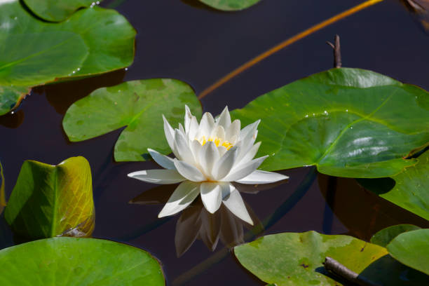 istock A water lily bloomed in a lake 2171456429