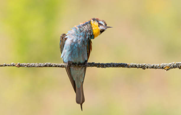 istock European bee-eater, merops apiaster. A bird sits on a branch, head tilted to the side, dozing 2171457783
