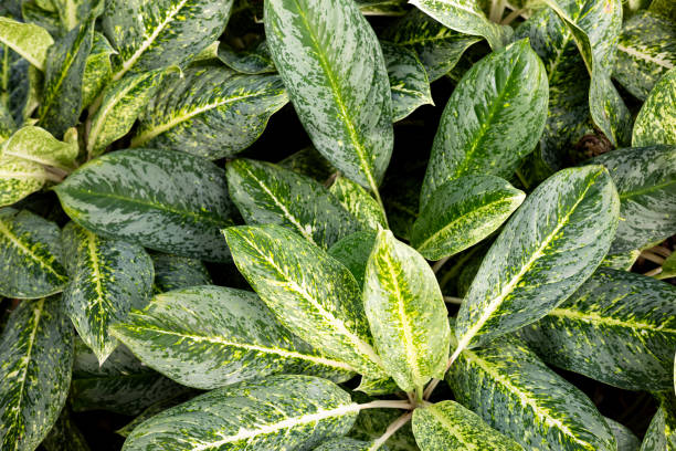 istock Green Leaves Containing White Spots And Fleck 2171458057