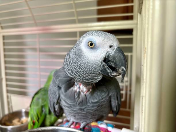 istock Smiling African Grey parrot perched inside cage in front of Amazon orange-winged parrot 2171460853