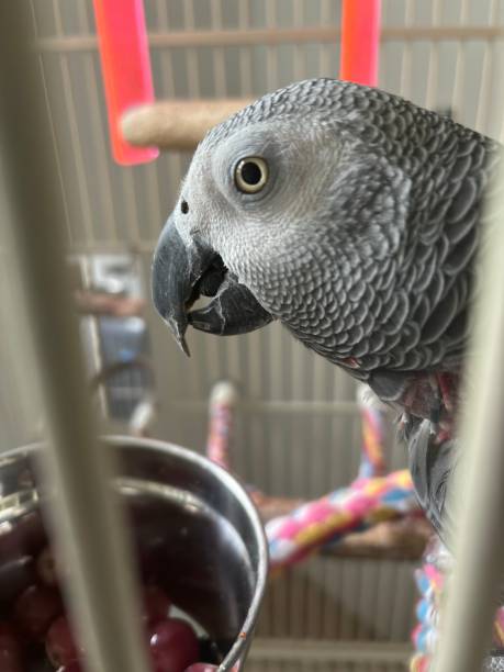 Close-up of an African Grey parrot eating grapes perched inside a birdcage