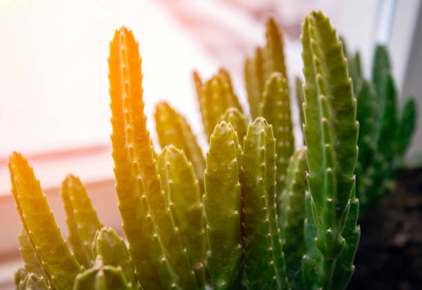 A close-up image of a group of green cactus plants with bright sunlight illuminating the foreground stems, creating a warm and inviting atmosphere.