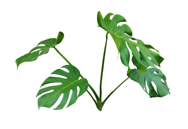 istock Monstera leaves isolated on white background with clipping paths for graphic design or wallpaper. 2171465468
