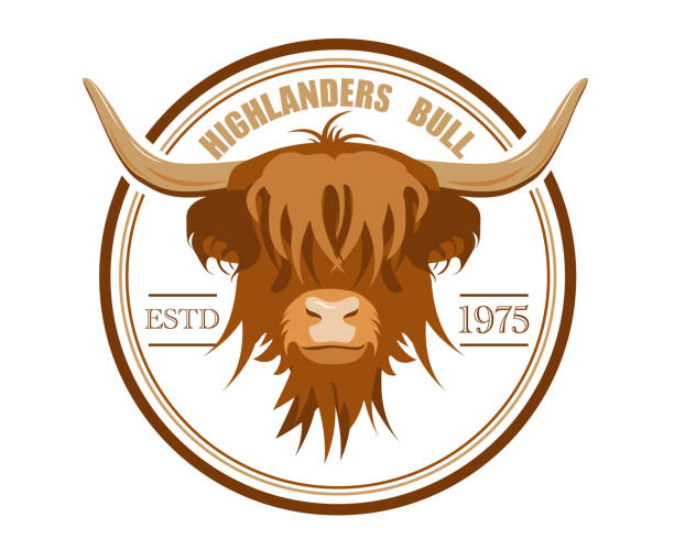 Portrait of Highland cattle, cow. Portrait of Highland cattle, cow. Cute head of Scottish cattle isolated on white background. Design element for logo, poster, card, banner, emblem, t shirt. Vector illustration. british beef cow stock illustrations