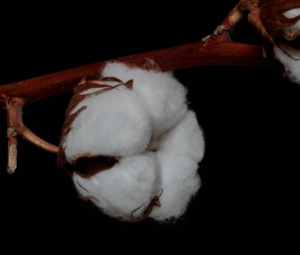 cotton flower close up on black background