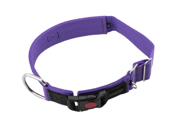 istock Dog collar isolated on white background. 2171469543