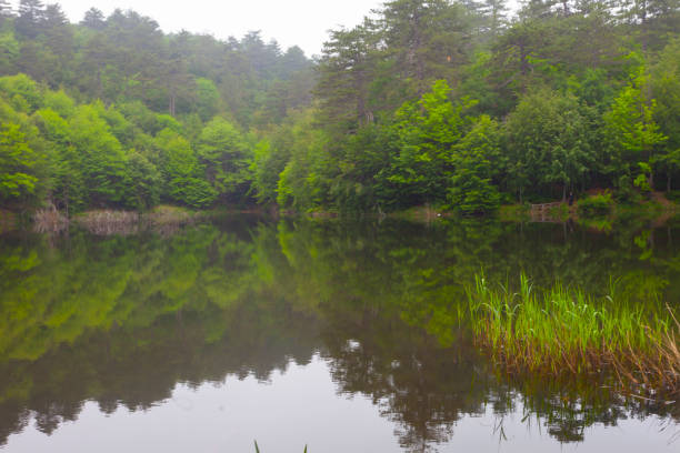 Erikli lake and forest in Yalova.