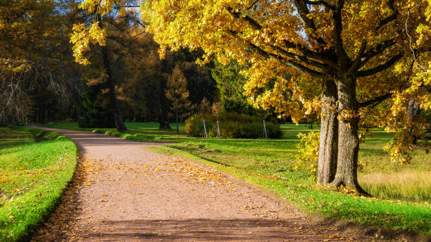 istock Serene park path lined with benches amidst golden autumn foliage and sunlight 2171471979