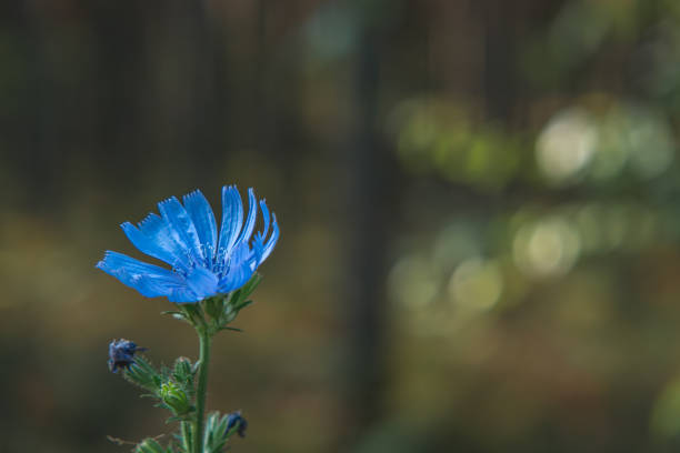 Summer blue flowers on the meadow, beautiful summer background, defocus.
