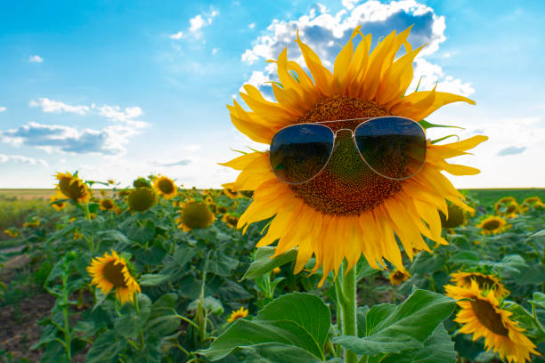 istock Blooming yellow sunflower in sunglasses 2171478273
