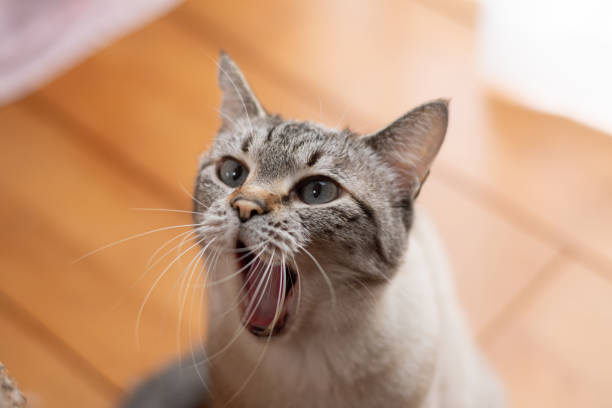 istock Cat yawning with mouth wide open 2171479400