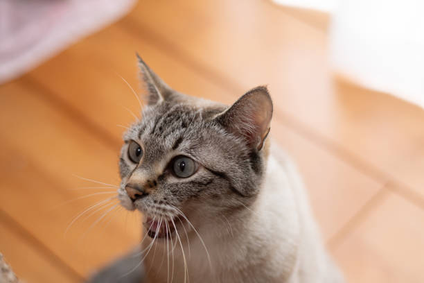 istock Cat yawning with mouth wide open 2171479425