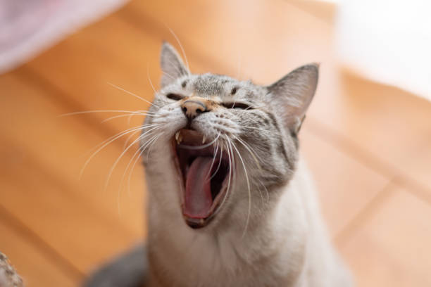 istock Cat yawning with mouth wide open 2171479448