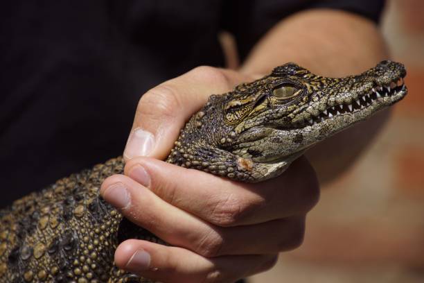istock Person holding a young crocodile close-up 2171480686