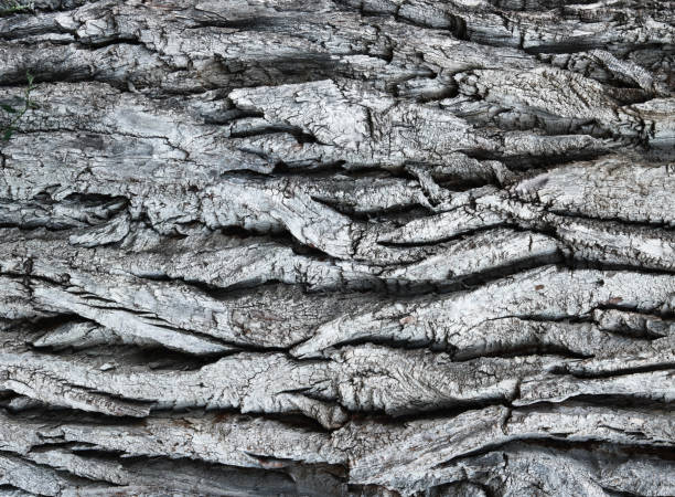 Amazing bark of a huge old eastern cottonwood tree as a stylish texture. Monochromatic, high contrast bleach bypass color.