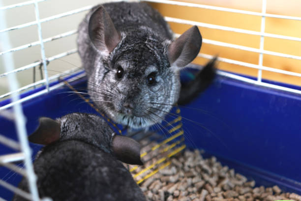 istock People care for and play with chinchillas. 2171481088