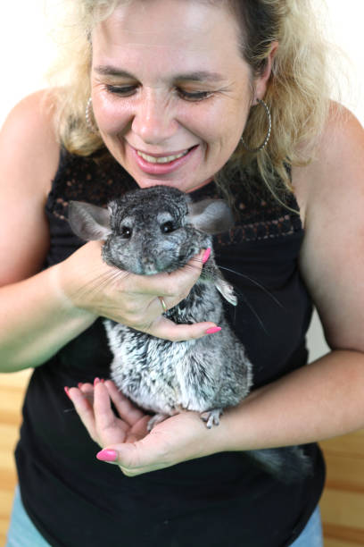 istock People care for and play with chinchillas. 2171481118