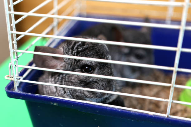 istock People care for and play with chinchillas. 2171481120