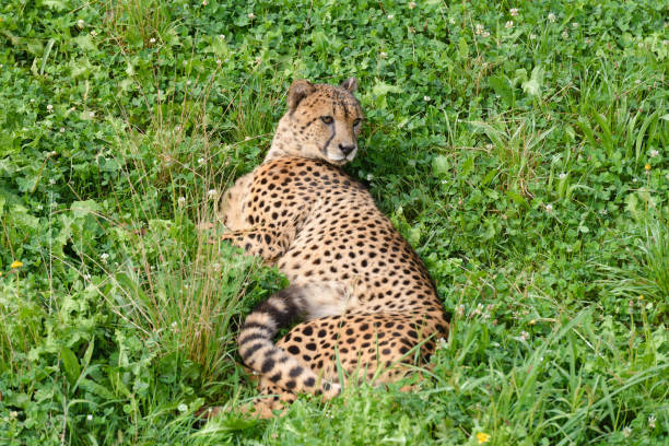 Jaguar (Panthera Onca) in safari park
