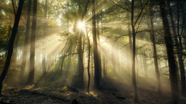istock Glowing light, silhouettes and sunbeams in a misty forest 2171484822