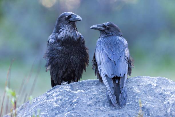 istock Two ravens perched on a rock with a blurred green background, showcasing their glossy feathers 2171484974