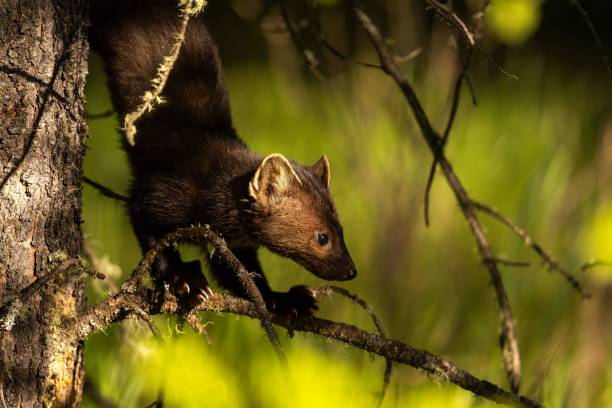 istock Close-up of an American Marten climbing down a tree 2171485010