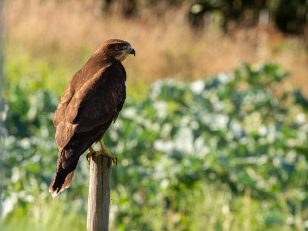 istock Common buzzard perched on a wooden pole with blurred background 2171487592