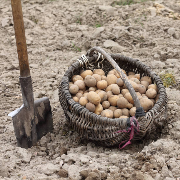 small potatoes are collected in an old wicker basket next to a shovel against the background of a field