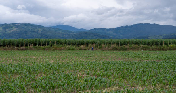 istock Farmers working in the fields from a drone perspective 2171490176