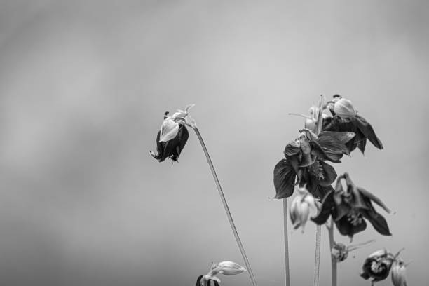 A close-up of wild plants in a summer clearing.