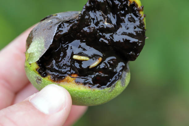 Walnut, Juglans regia, damagee on walnut tree, by larvae of  Rhagoletis completa.