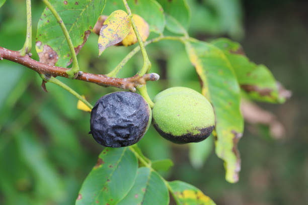 Walnut, Juglans regia, damagee on walnut tree, by larvae of  Rhagoletis completa.