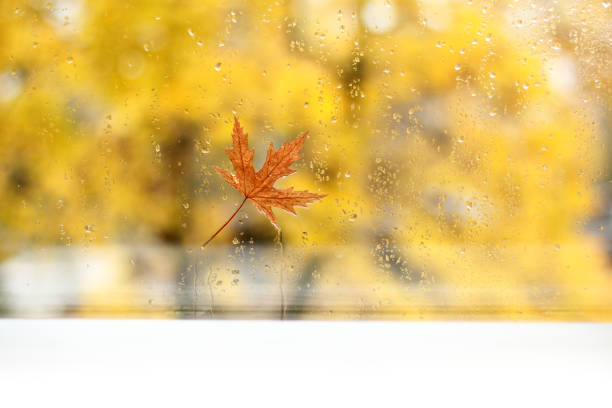 wet window with maple leaf stuck to it and space for writing