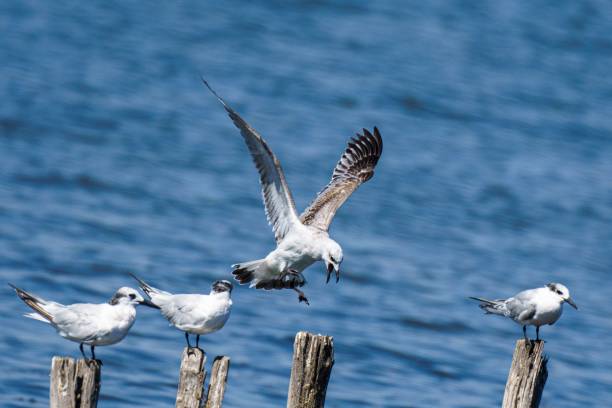 istock Seagulls perched and in flight over a blue lake 2171491404