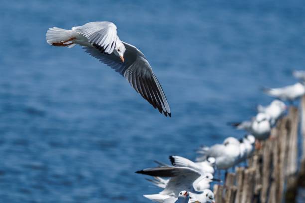 istock Seagull in mid-flight over water with perched seagulls. 2171491413