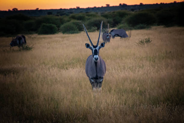 Gemsbok looking into the camera at Central Kalahari Game Reserve
