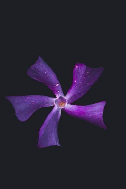 Purple Flower Close-up Against Black Background