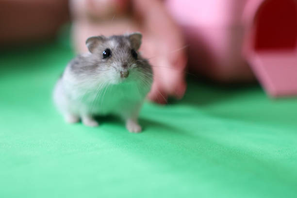 People look after and play with the hamster.