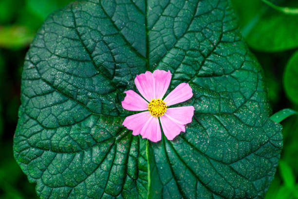 A small pink flower is on a leaf. The flower is surrounded by green leaves. The flower is the main focus of the image