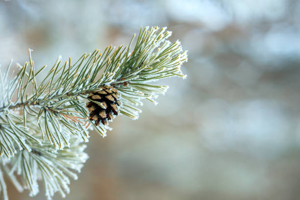 istock A pine tree branch covered in snow and a pinecone on it 2171496321