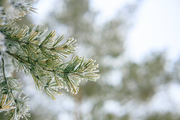 istock A pine branch is covered with frost on a blurred forest background 2171496332
