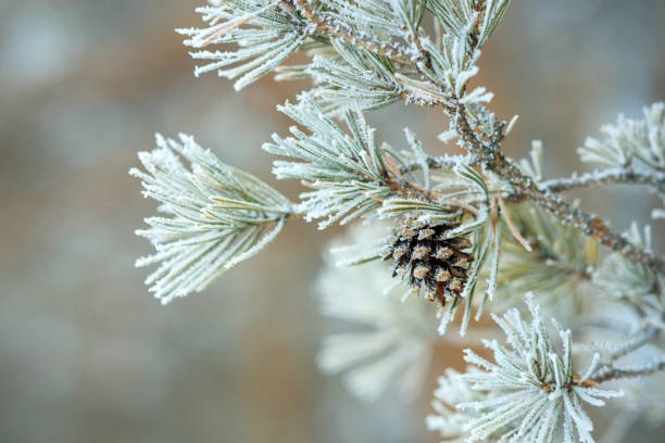 istock A pine tree branch covered in snow and a pinecone on it 2171496337