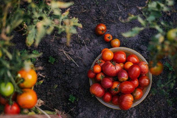 istock Freshly picked tomatoes of different varieties in a bowl 2171496877