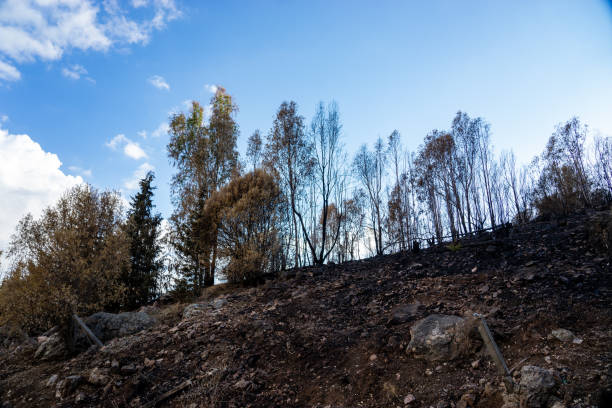 forest fire disaster