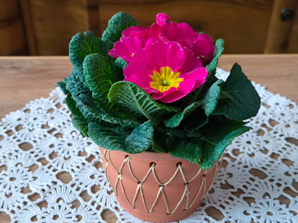 istock colorful blooming primula flowers growing in the pot 2171500832